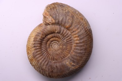 Leptosphinctes leptus - bajocian - Bayeux -14 - FRANCE