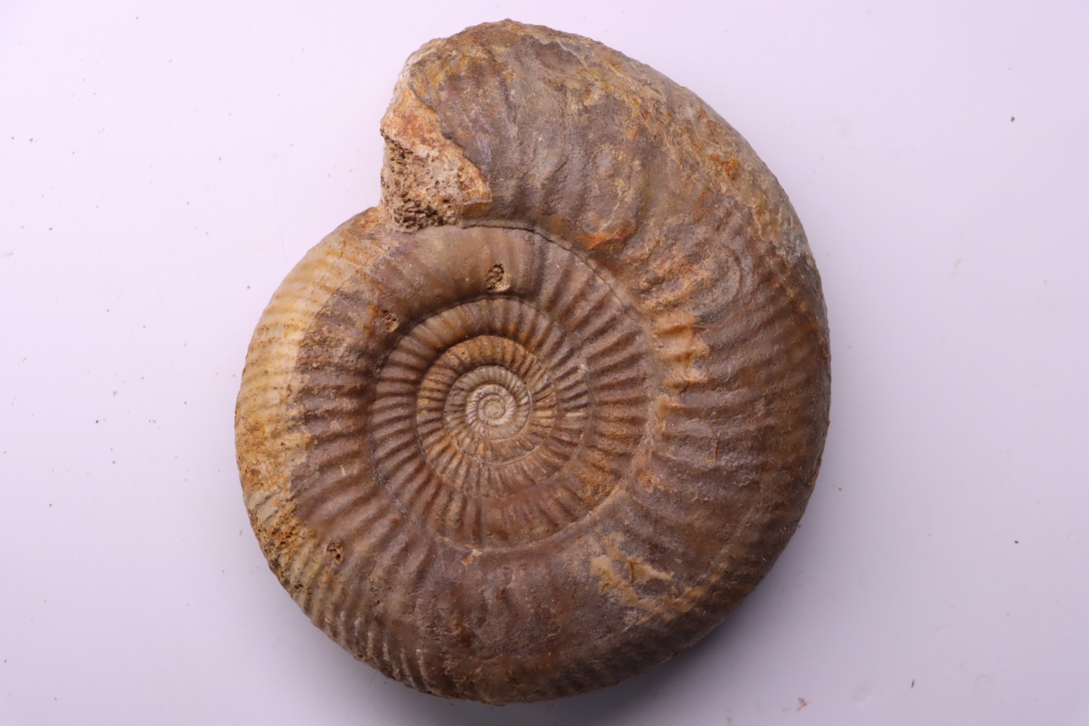 Leptosphinctes leptus - bajocien - Bayeux -14 - FRANCE