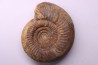 Leptosphinctes leptus - bajocien - Bayeux -14 - FRANCE