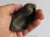 bulla tympani (3)