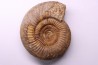 Leptosphinctes leptus - bajocien - Bayeux -14 - FRANCE