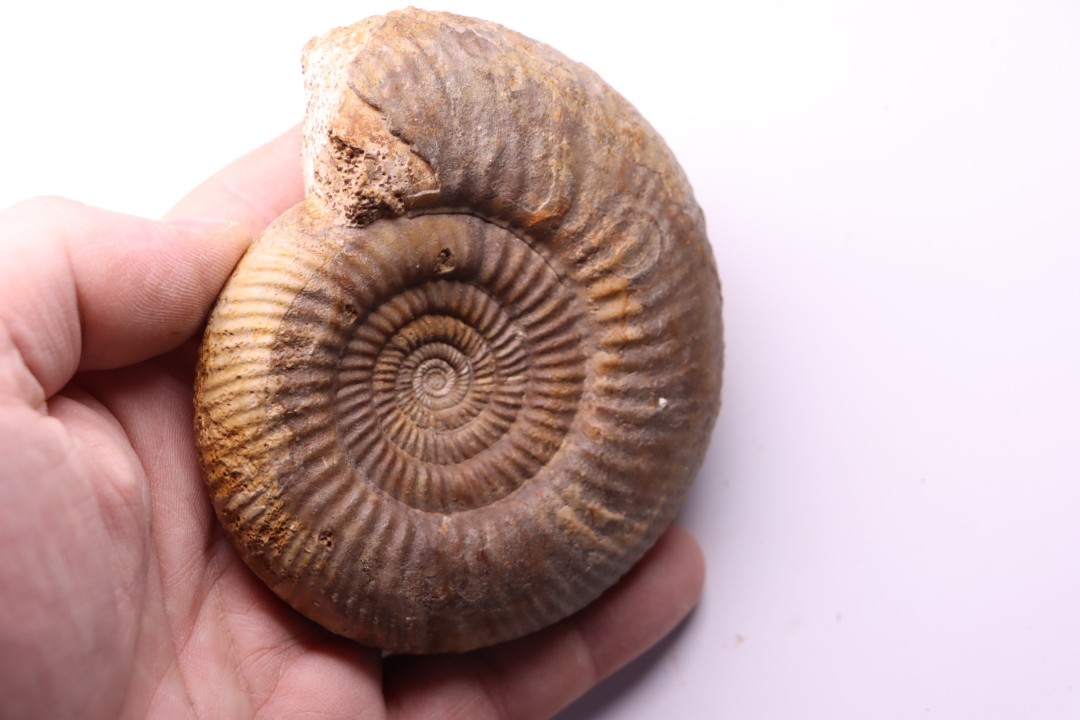 Leptosphinctes leptus - bajocien - Bayeux -14 - FRANCE