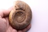 Leptosphinctes leptus - bajocian - Bayeux -14 - FRANCE