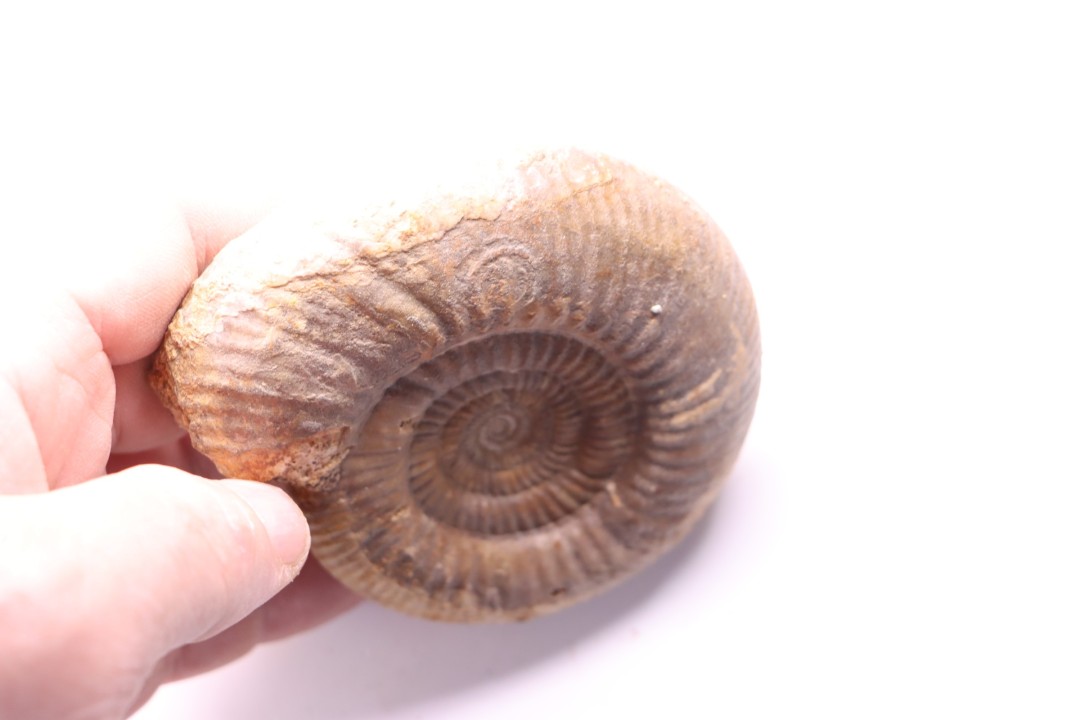 Leptosphinctes leptus - bajocien - Bayeux -14 - FRANCE