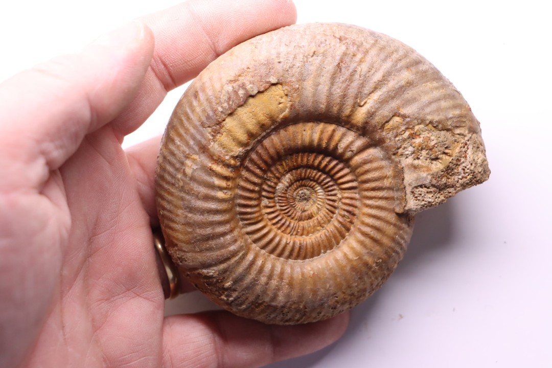 Leptosphinctes leptus - bajocian - Bayeux -14 - FRANCE