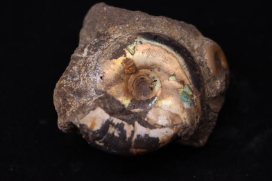 CRASPEDITES KALCHPURICUS // Volgien // Ulyanovsk, volga area, Russia