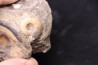 CRASPEDITES KALCHPURICUS // Volgien // Ulyanovsk, volga area, Russia