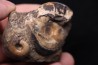 CRASPEDITES KALCHPURICUS - Volgien - Ulyanovsk, volga Région, Russia