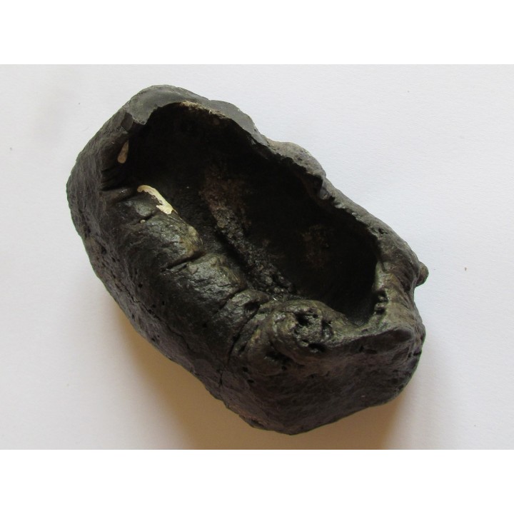 bulla tympani (4)