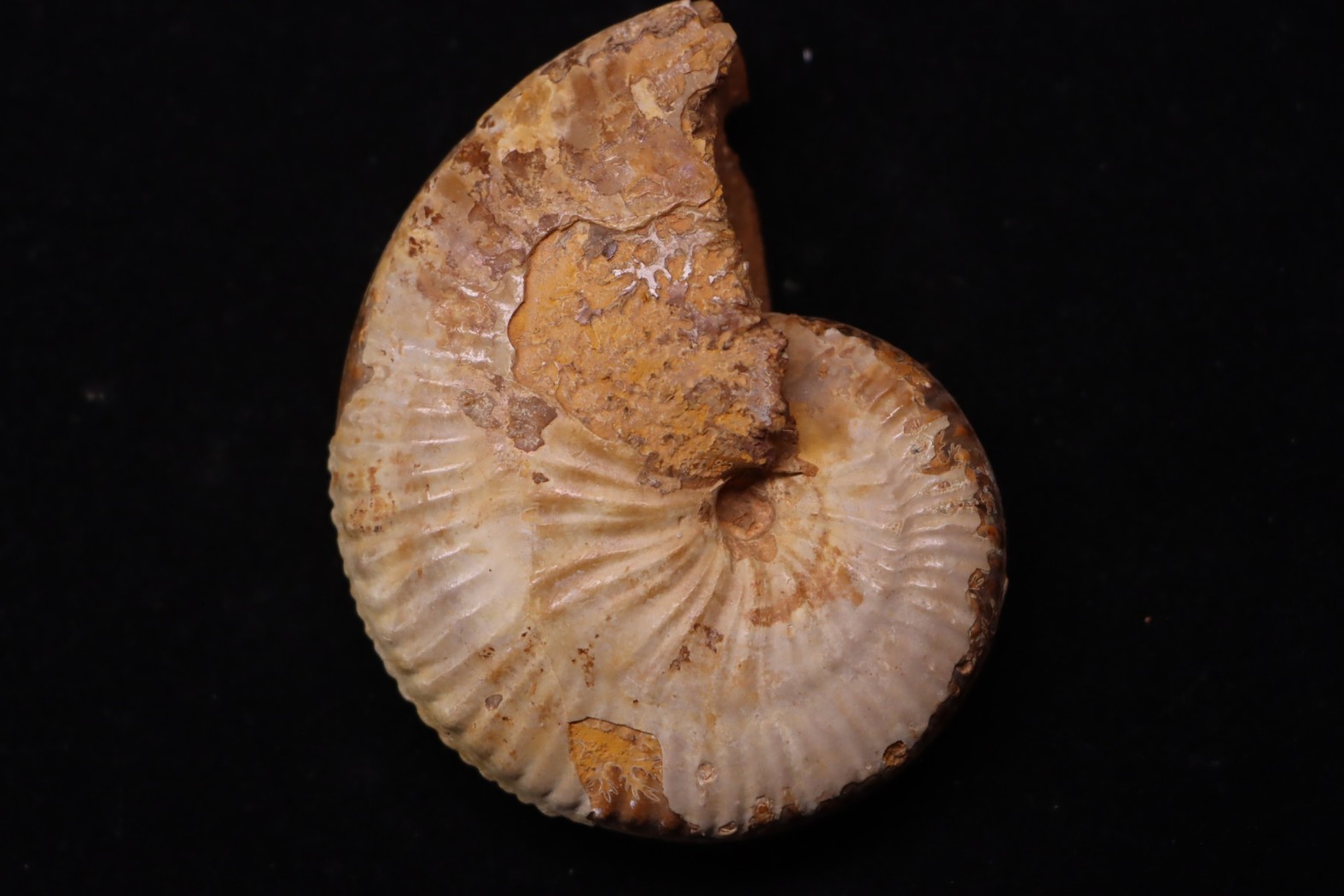 Taramelliceras callicerum - oxfordien - Madagascar