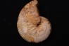 Taramelliceras callicerum - oxfordien - Madagascar