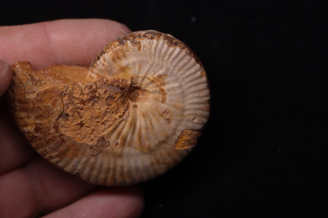Taramelliceras callicerum  - oxfordien - Madagascar
