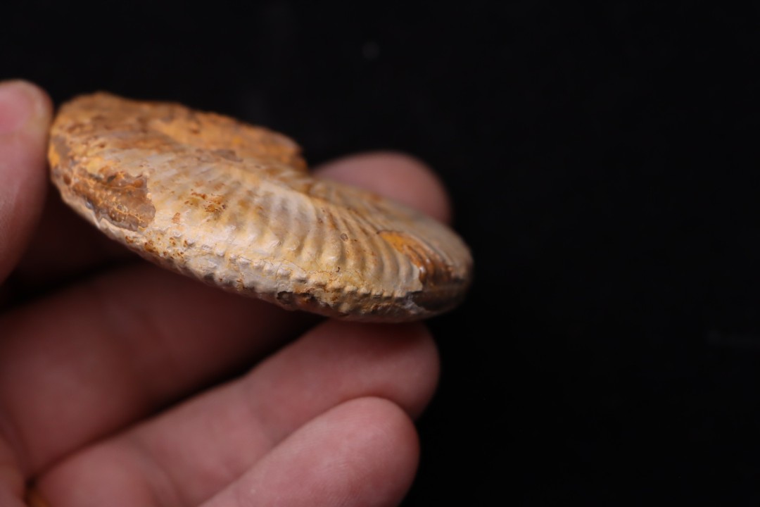 Taramelliceras callicerum  - oxfordien - Madagascar