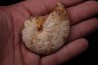 Taramelliceras callicerum - oxfordien - Madagascar