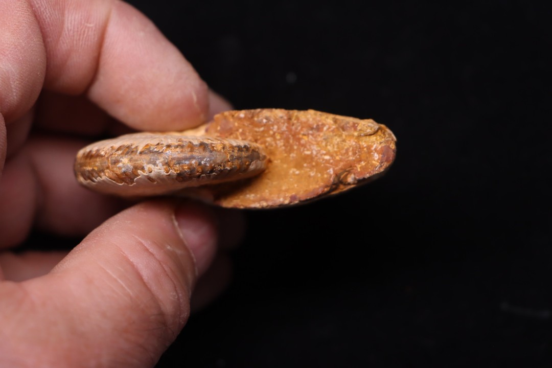 Taramelliceras callicerum  - oxfordien - Madagascar