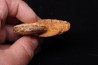 Taramelliceras callicerum - oxfordien - Madagascar