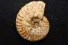 PSEUDOSCHLOENBACHIA (FOURNIERELLA) NOIZETI  campanian  Belo sur Tsiribihina - MADAGASCAR