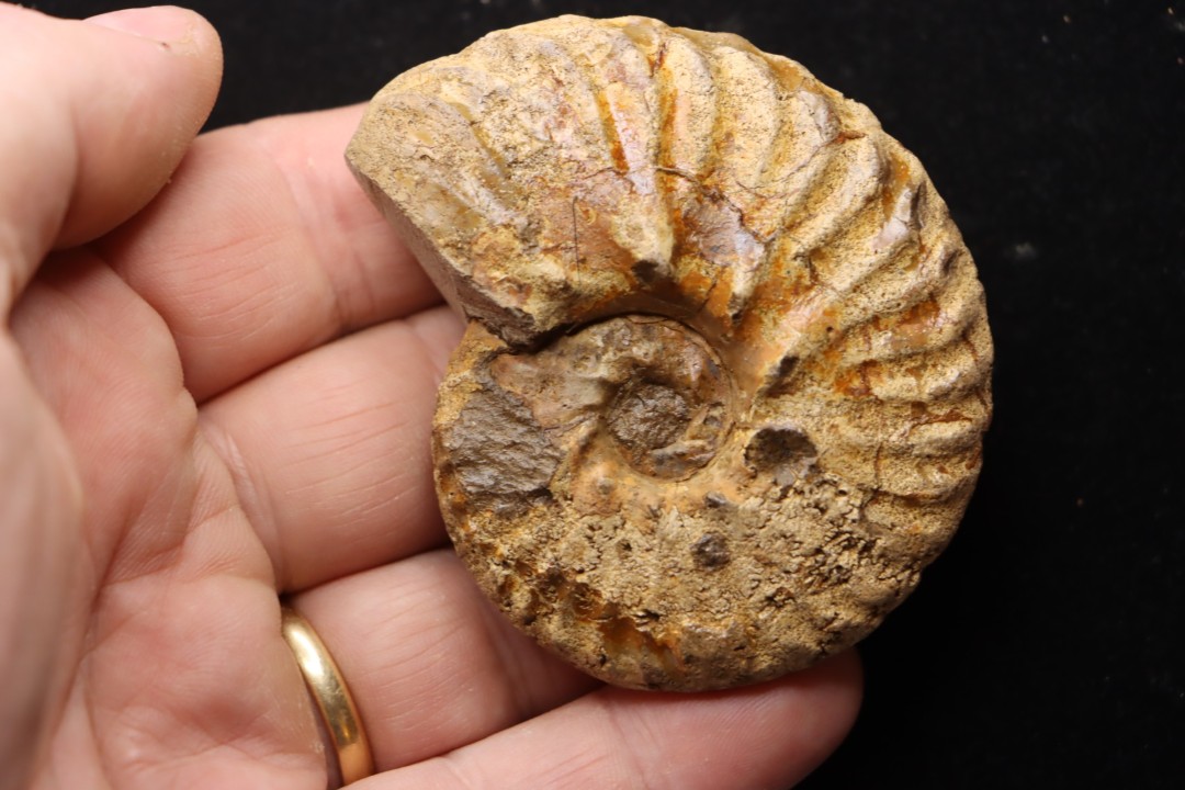 PSEUDOSCHLOENBACHIA (FOURNIERELLA) NOIZETI  campanian  Belo sur Tsiribihina - MADAGASCAR