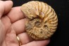 PSEUDOSCHLOENBACHIA (FOURNIERELLA) NOIZETI  campanian  Belo sur Tsiribihina - MADAGASCAR