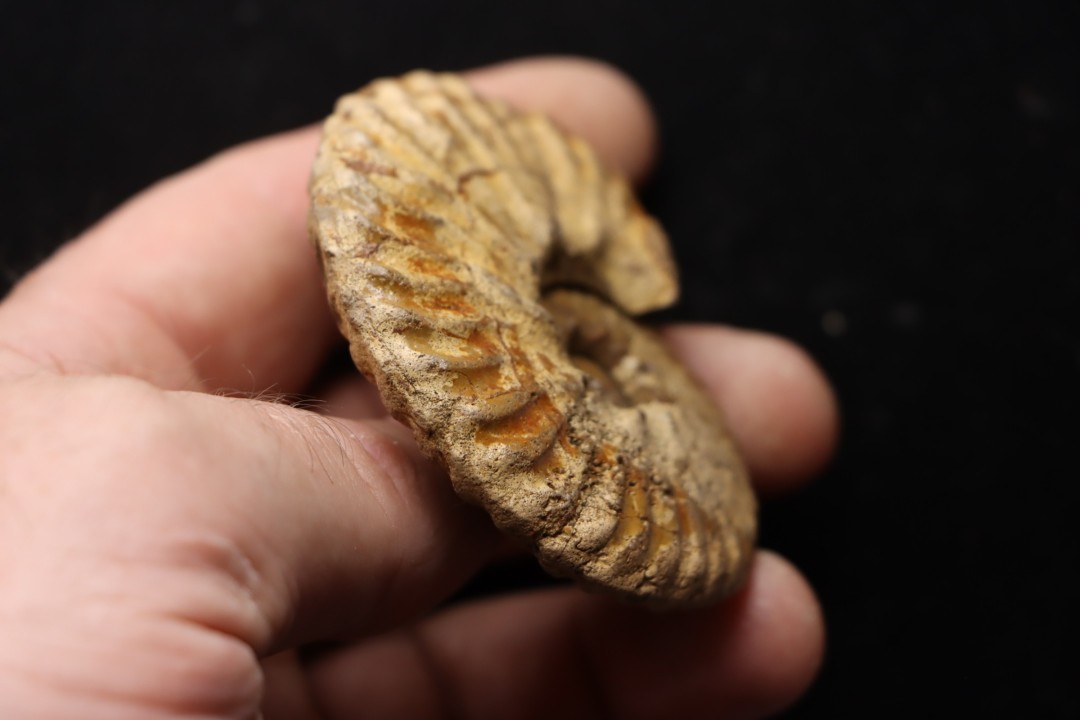 PSEUDOSCHLOENBACHIA (FOURNIERELLA) NOIZETI  campanian  Belo sur Tsiribihina - MADAGASCAR