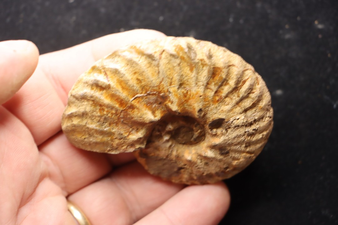 PSEUDOSCHLOENBACHIA (FOURNIERELLA) NOIZETI  campanian  Belo sur Tsiribihina - MADAGASCAR