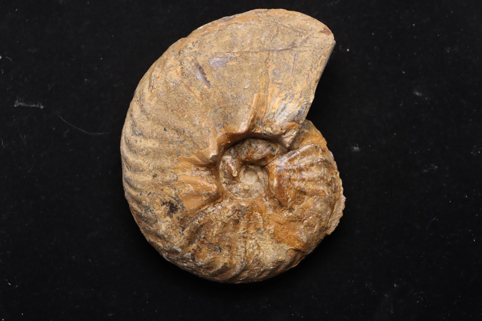 PSEUDOSCHLOENBACHIA (HOURCQUIELLA) AMPAMBIENSIS campanian Belo sur Tsiribihina - MADAGASCAR