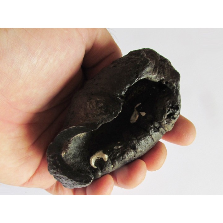 whale earbone (4)