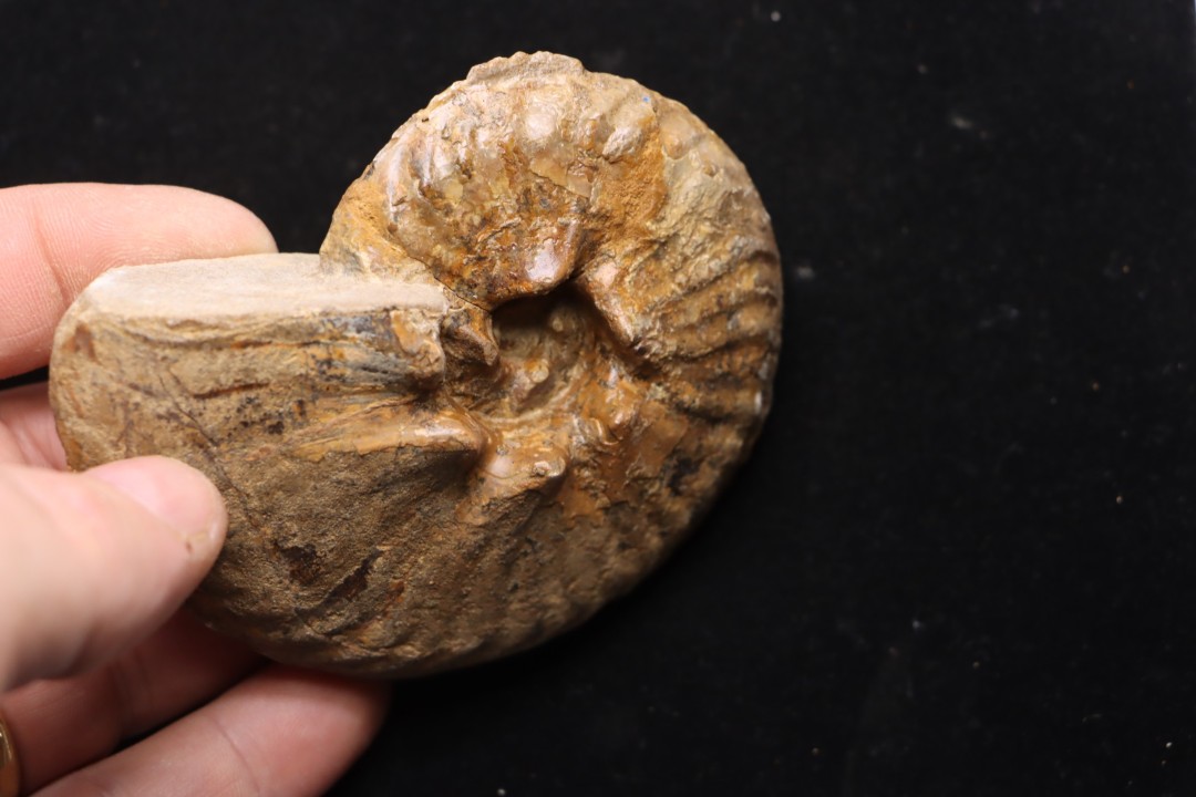 PSEUDOSCHLOENBACHIA (HOURCQUIELLA) AMPAMBIENSIS campanian  Belo sur Tsiribihina - MADAGASCAR
