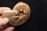 PSEUDOSCHLOENBACHIA (HOURCQUIELLA) AMPAMBIENSIS campanian Belo sur Tsiribihina - MADAGASCAR
