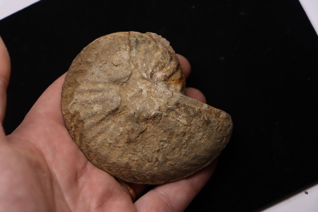 PSEUDOSCHLOENBACHIA (HOURCQUIELLA) AMPAMBIENSIS campanian  Belo sur Tsiribihina - MADAGASCAR