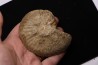 PSEUDOSCHLOENBACHIA (HOURCQUIELLA) AMPAMBIENSIS campanian Belo sur Tsiribihina - MADAGASCAR