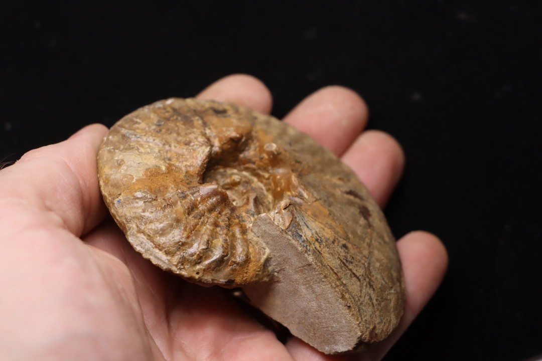 PSEUDOSCHLOENBACHIA (HOURCQUIELLA) AMPAMBIENSIS campanian  Belo sur Tsiribihina - MADAGASCAR