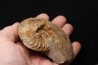 PSEUDOSCHLOENBACHIA (HOURCQUIELLA) AMPAMBIENSIS campanian Belo sur Tsiribihina - MADAGASCAR
