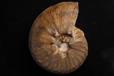 PSEUDOSCHLOENBACHIA (RABEIELLA) SPARSINODOSA  campanian  Belo sur Tsiribihina - MADAGASCAR