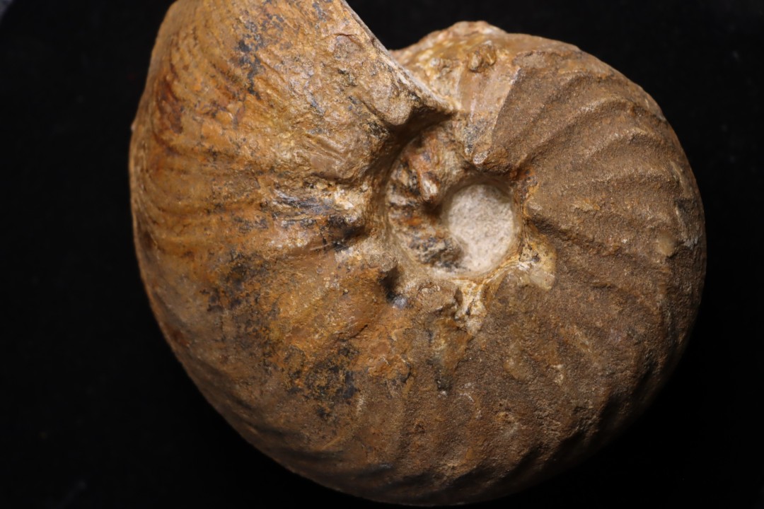 PSEUDOSCHLOENBACHIA (RABEIELLA) SPARSINODOSA  campanian  Belo sur Tsiribihina - MADAGASCAR