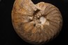 PSEUDOSCHLOENBACHIA (RABEIELLA) SPARSINODOSA  campanian  Belo sur Tsiribihina - MADAGASCAR