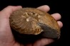 PSEUDOSCHLOENBACHIA (RABEIELLA) SPARSINODOSA  campanian  Belo sur Tsiribihina - MADAGASCAR