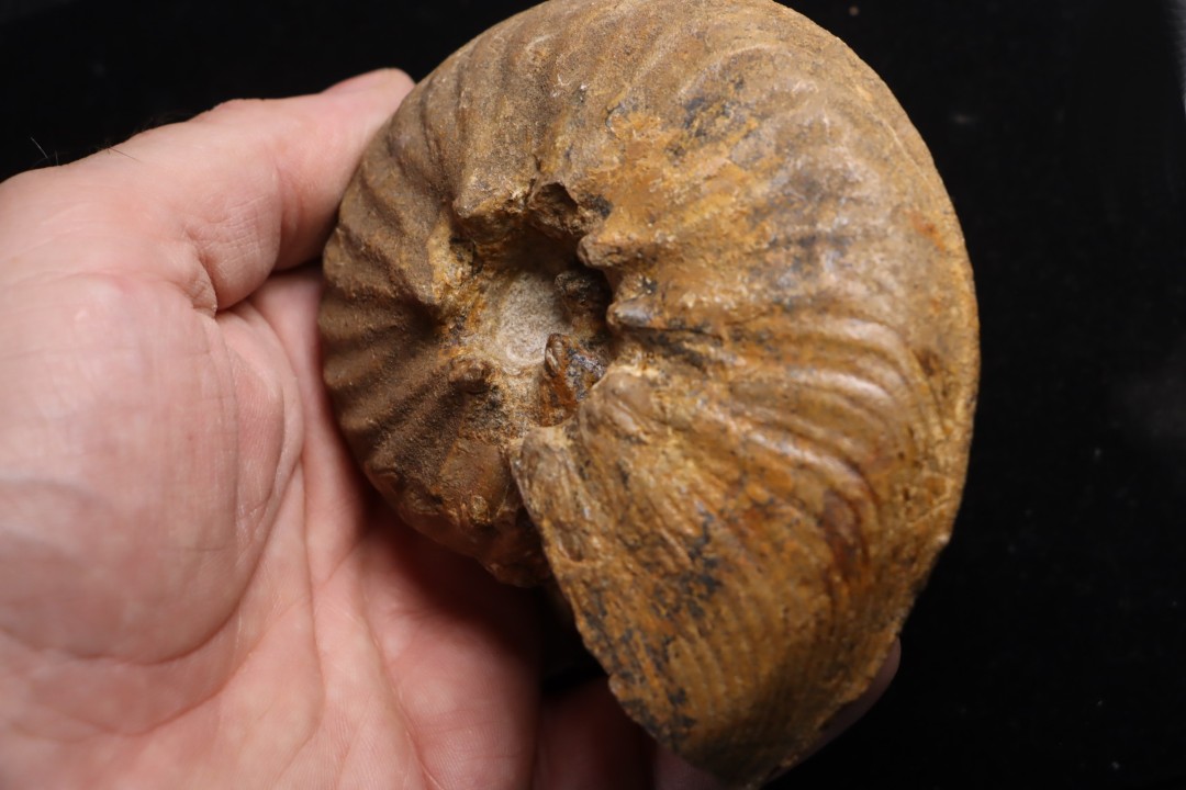 PSEUDOSCHLOENBACHIA (RABEIELLA) SPARSINODOSA  campanian  Belo sur Tsiribihina - MADAGASCAR