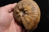 PSEUDOSCHLOENBACHIA (RABEIELLA) SPARSINODOSA  campanian  Belo sur Tsiribihina - MADAGASCAR