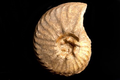 PSEUDOSCHLOENBACHIA (Rabenjanaharyella) RHOMBOIDALIS  campanian  Belo sur Tsiribihina - MADAGASCAR