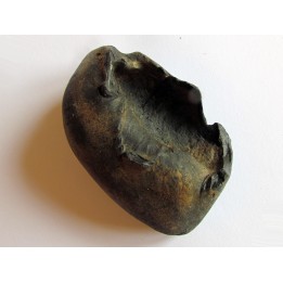 bulla tympani (5)