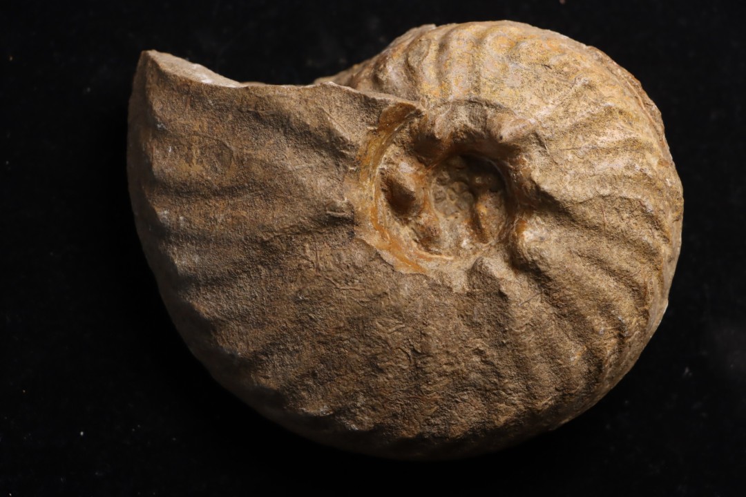 PSEUDOSCHLOENBACHIA (Rabenjanaharyella) RHOMBOIDALIS  campanian  Belo sur Tsiribihina - MADAGASCAR