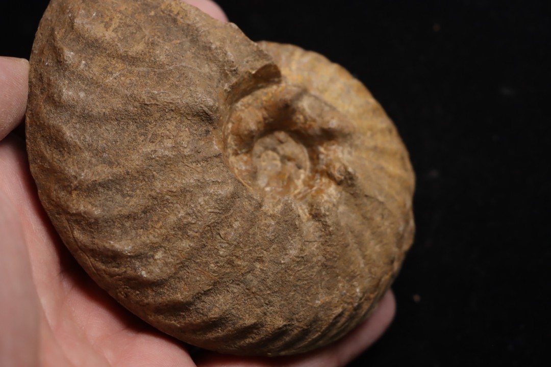 PSEUDOSCHLOENBACHIA (Rabenjanaharyella) RHOMBOIDALIS  campanian  Belo sur Tsiribihina - MADAGASCAR
