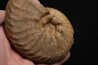 PSEUDOSCHLOENBACHIA (Rabenjanaharyella) RHOMBOIDALIS campanian Belo sur Tsiribihina - MADAGASCAR