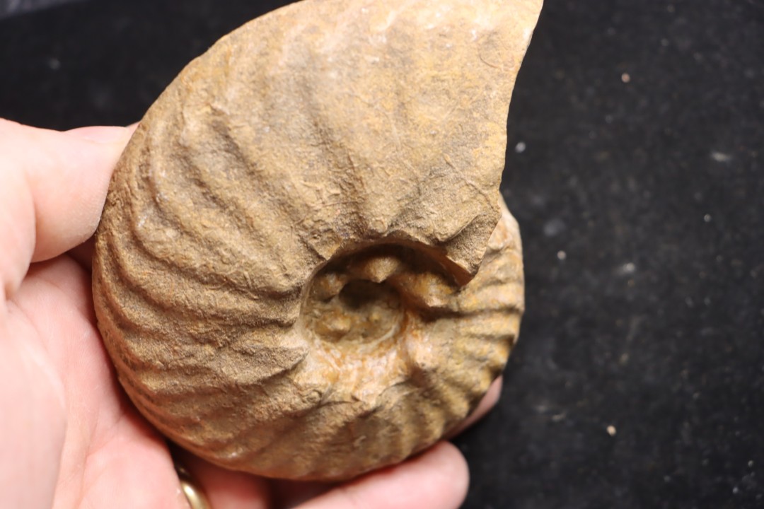 PSEUDOSCHLOENBACHIA (Rabenjanaharyella) RHOMBOIDALIS  campanian  Belo sur Tsiribihina - MADAGASCAR