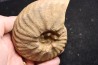 PSEUDOSCHLOENBACHIA (Rabenjanaharyella) RHOMBOIDALIS campanian Belo sur Tsiribihina - MADAGASCAR