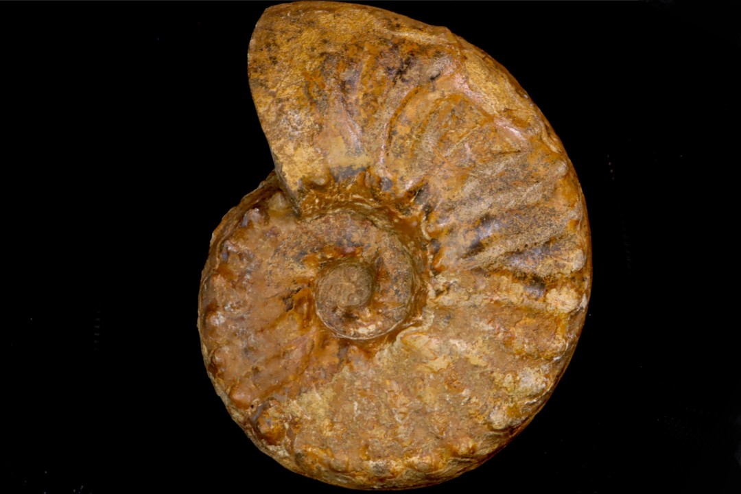 PSEUDOSCHLOENBACHIA (Rabenjanaharyella) RHOMBOIDALIS  campanian  Belo sur Tsiribihina - MADAGASCAR