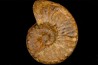 PSEUDOSCHLOENBACHIA (Rabenjanaharyella) RHOMBOIDALIS  campanian  Belo sur Tsiribihina - MADAGASCAR
