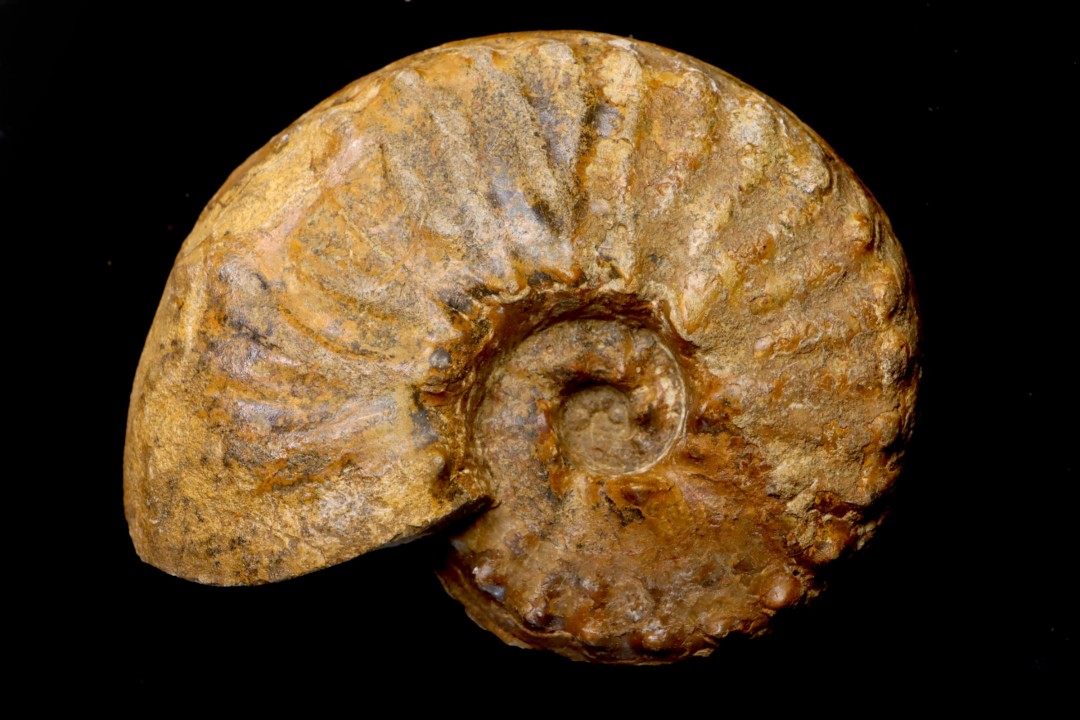 PSEUDOSCHLOENBACHIA (Rabenjanaharyella) RHOMBOIDALIS  campanian  Belo sur Tsiribihina - MADAGASCAR