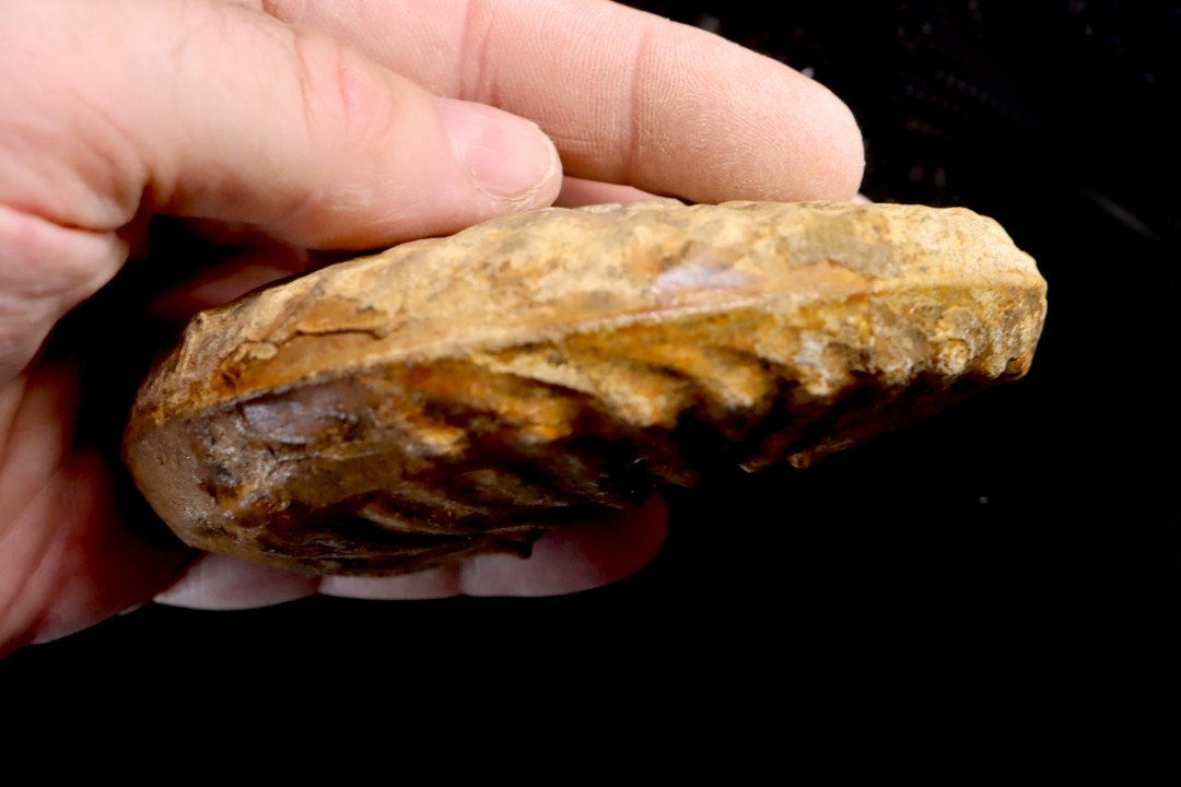 PSEUDOSCHLOENBACHIA (Rabenjanaharyella) RHOMBOIDALIS  campanian  Belo sur Tsiribihina - MADAGASCAR